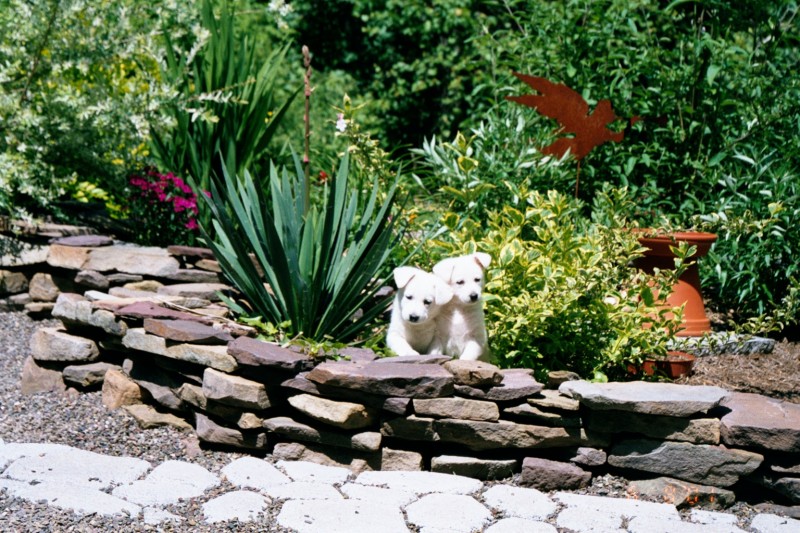 puppies in the garden 